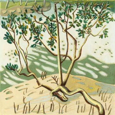 Tree Shade