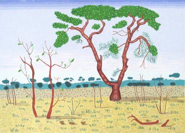 African Tree - Zimbabwe