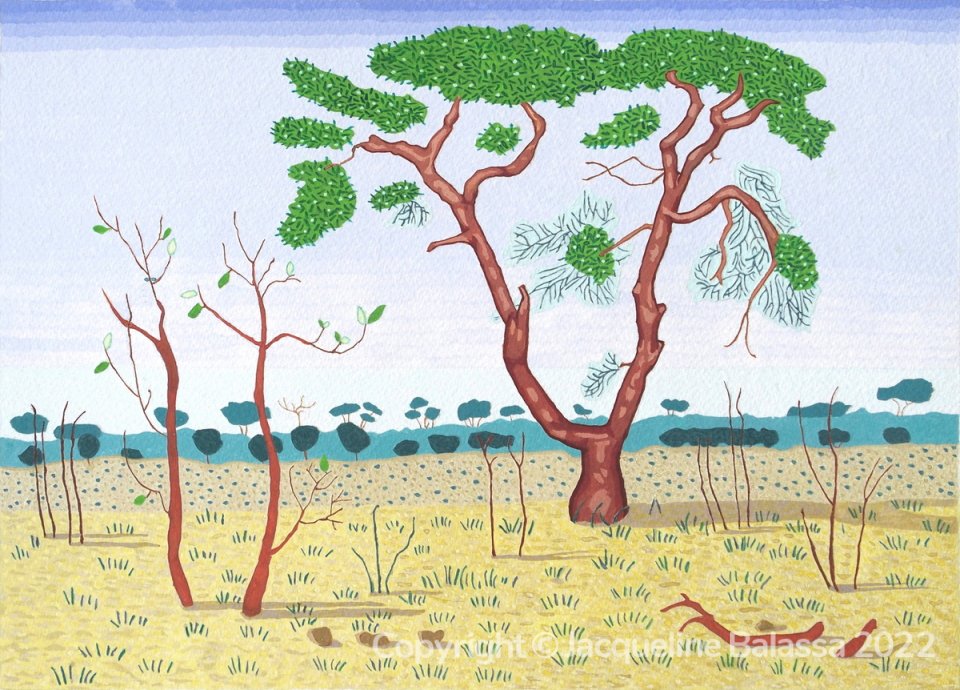 African Tree - Zimbabwe