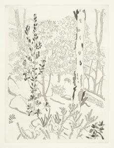 Angophora and Banksia