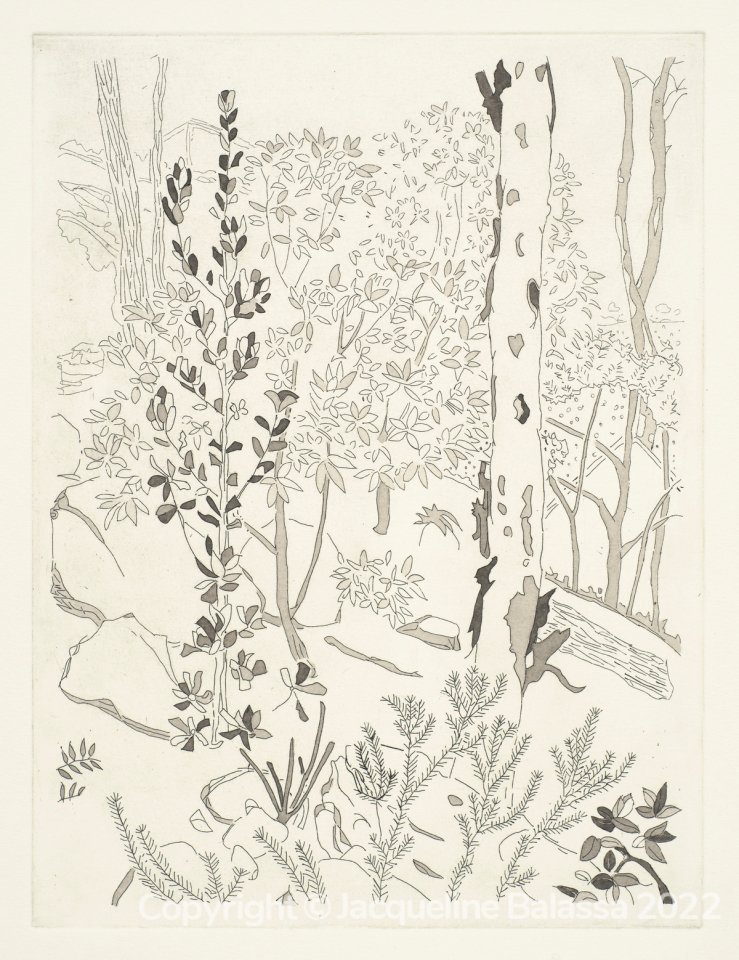 Angophora and Banksia