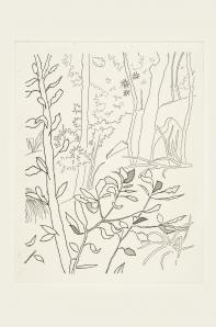 Banksia Leaves
