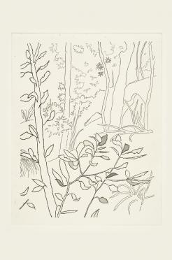 Banksia Leaves