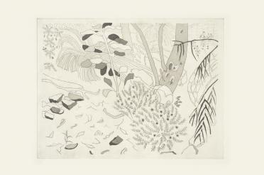 Waratah